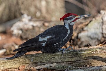Pileated Woodpecker side view.