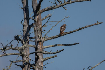 Red Tailed Hawk perched in dead tree.