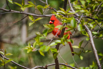 Male Northern Cardinal in Brush