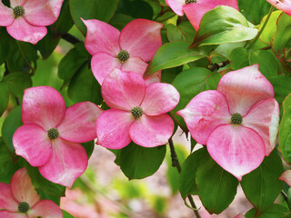 Pink flowers on a dogwood shrub, Cornus kousa Miss Satomi
