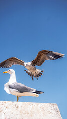 seagull  flying in essaouira's port