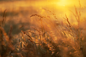 grass at sunset