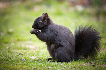 Black squirrel side profile eating a sunflower seed