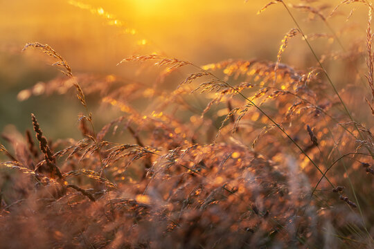 grass at sunset