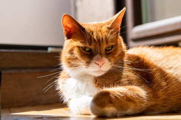 domestic ginger cat is basking in the sun, the cat lies on the floor near the open door, back sunlight illuminates the soft fur of the ginger cat with white spots, pet, cozy happy home