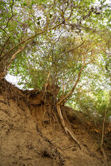 sankheda gujarat india august 8 2022 : The old trees which are in a very pathetic condition today are the current pictures