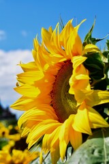 sunflower against sky
