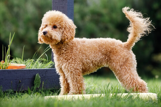 Cute small golden poodle dog standing in the yard. Horizontal side view photo