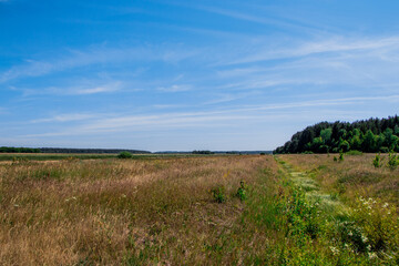 Summer rural landscape. Field, forest and blue sky.