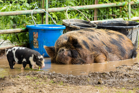 Black and white Kune Kune piglet playing in a water puddle as its red and black mother lays in the puddle cooling herself. 