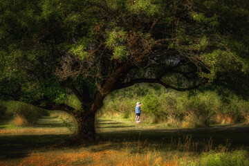 A Mature woman is picking berries with a tree framing her. It is Blueberry picking time in Windsor in Upstate NY.  Blueberries are ripe and ready to be picked.