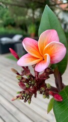 frangipani flower in house