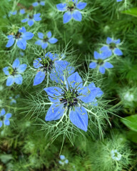 Nigelles flower © AURELIO POLONI