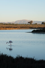 Flamand rose au lever du soleil