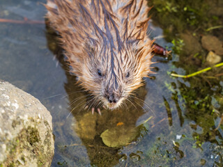 Portrait of a muskrat, ondatra zibethicus, rodent found in wetlands