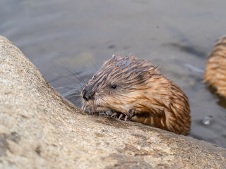 Portrait of a muskrat, ondatra zibethicus, rodent found in wetlands