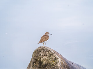 Common sandpiper, Actitis hypoleucos, resting lake shore under raindrops.