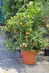 Orange Tree Pot