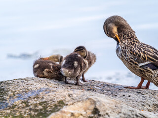 Adult duck with many ducklings sits on green shore of pond