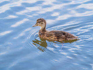 Cute little duckling swimming alone in a lake or river with calm water