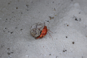 Maldives red hermit crab on the Maldives beach