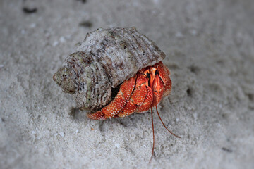 Maldives red hermit crab on the Maldives beach