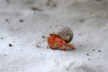 Maldives red hermit crab on the Maldives beach