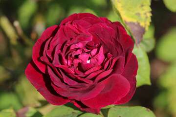 Red rose flower in close up