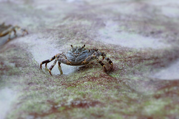crab on the stones