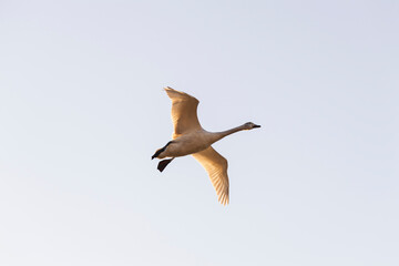 越冬地の安曇野地区に飛来してきた白鳥