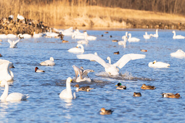 越冬地の安曇野地区に飛来してきた白鳥