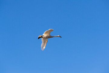 越冬地に飛来してきた白鳥