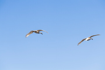 越冬地に飛来してきた白鳥