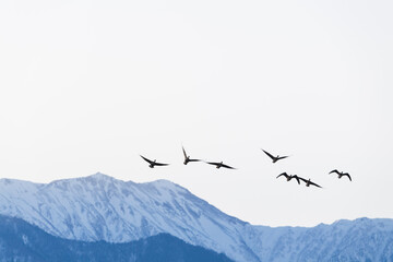 越冬地に飛来してきた白鳥