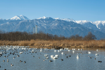 越冬地に飛来してきた白鳥
