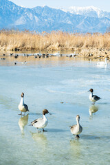 真冬の湖とカモ