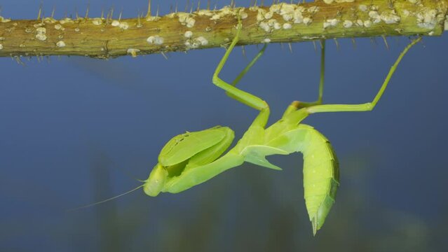 Green praying mantis hangs on at horny branch of bush on blue sky background