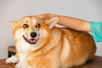 Portrait of a contented adult dog of the Corgi breed being stroked by a hand. Relaxes and looks away.