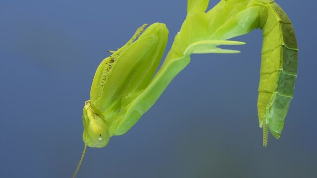 Close-up portrait of green praying mantis hangs on at horny branch of bush on blue sky background