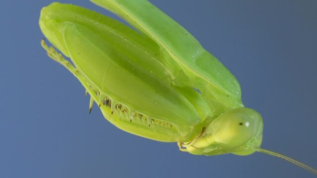 Extreme close-up portrait of green praying mantis hangs on at horny branch of bush on blue sky background