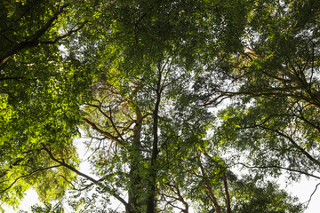 Autumn branches of green trees in forest
