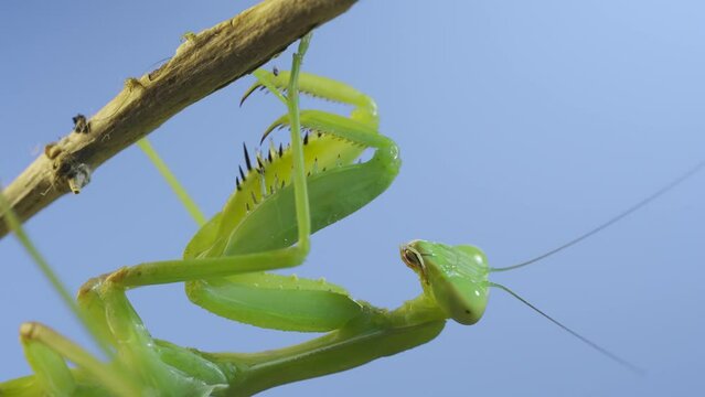 Close-up of green praying mantis sitting on bush branch on blue sky background