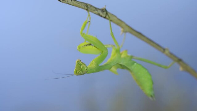 Close-up portrait of green praying mantis sitting on bush branch and looks at on camera on blue sky background