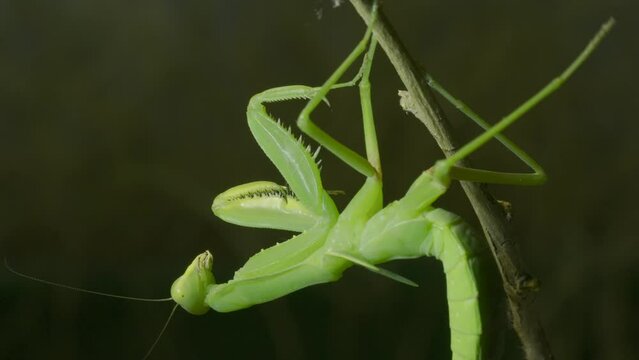 Close-up of green praying mantis sitting on bush branch on green grass background