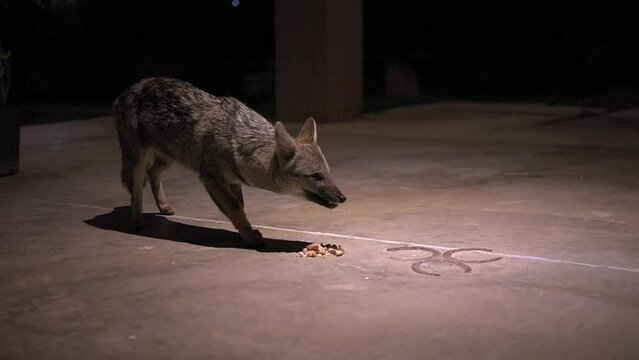 Grey Pampean Fox - Lycalopex Gymnocercus