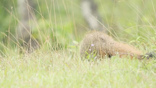 Stripe-necked mongoose (Urva vitticolla) from forests of south India