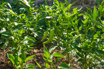 Sweet green pepper growing in the agricultural garden on a summer day on an organic farm. Green paprika on a bush. Agriculture and gardening concept