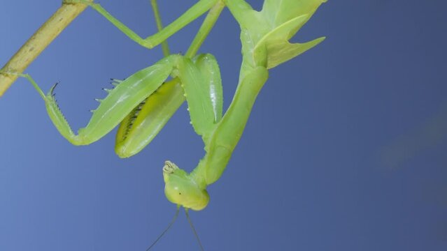 Close-up of green praying mantis sitting on bush branch and looks at on camera on blue sky background