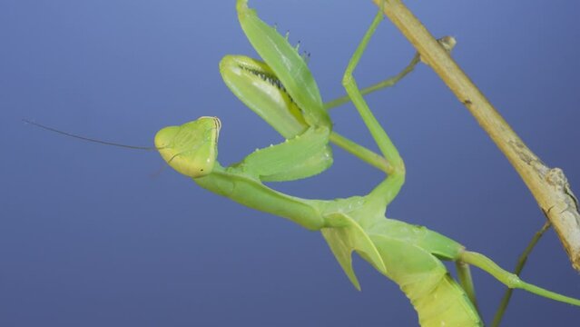 Close-up of green praying mantis sitting on bush branch and looks at on camera on blue sky background