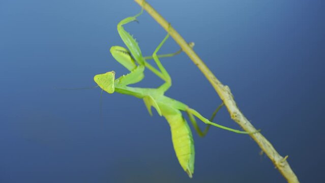 Green praying mantis sitting on bush branch and looks at on camera on blue sky background
